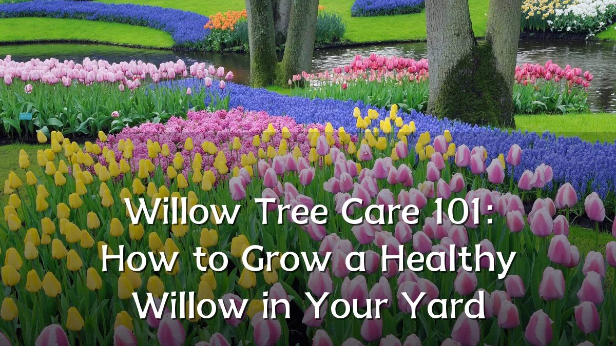 Willow Tree Care 101: How to Grow a Healthy Willow in Your Yard