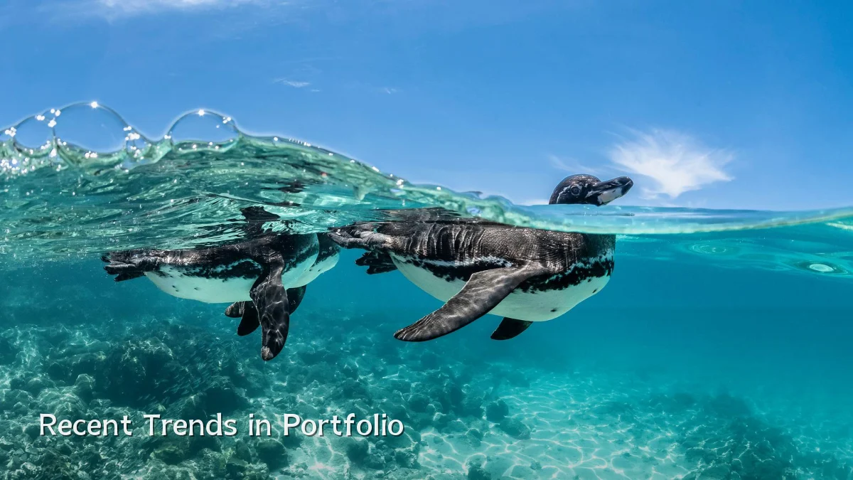 Recent Trends in Portfolio